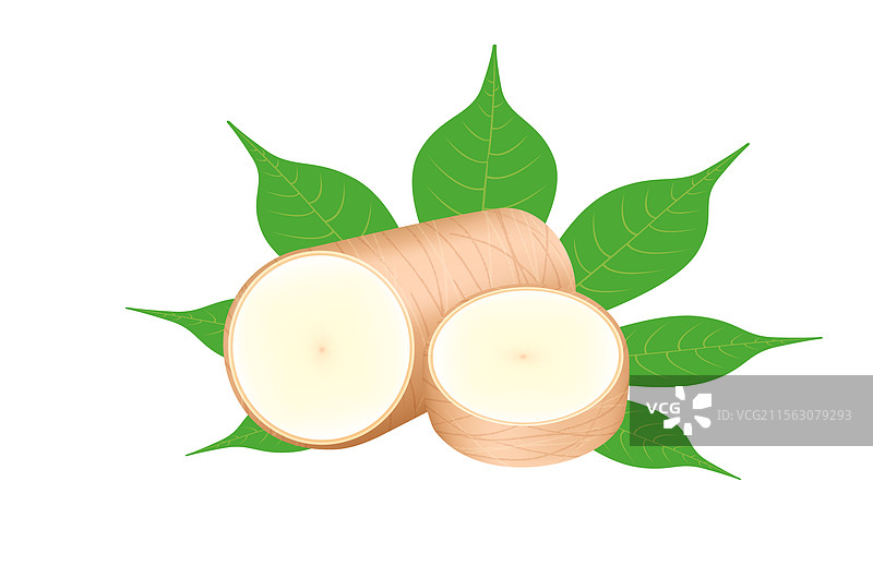 新鲜的木薯和叶子在白色背景上隔离展示图片素材