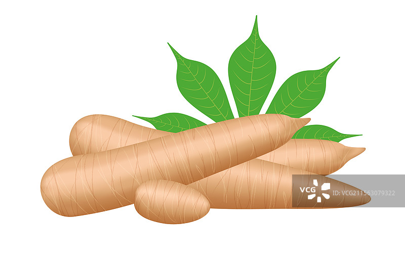 新鲜的木薯和叶子在白色背景上隔离展示图片素材