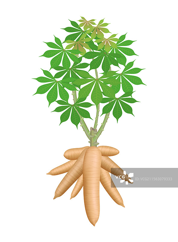 木薯树植物，木薯块茎孤立在上面图片素材