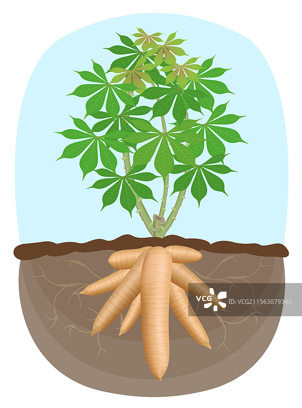 木薯树植物木薯地下根部图片素材