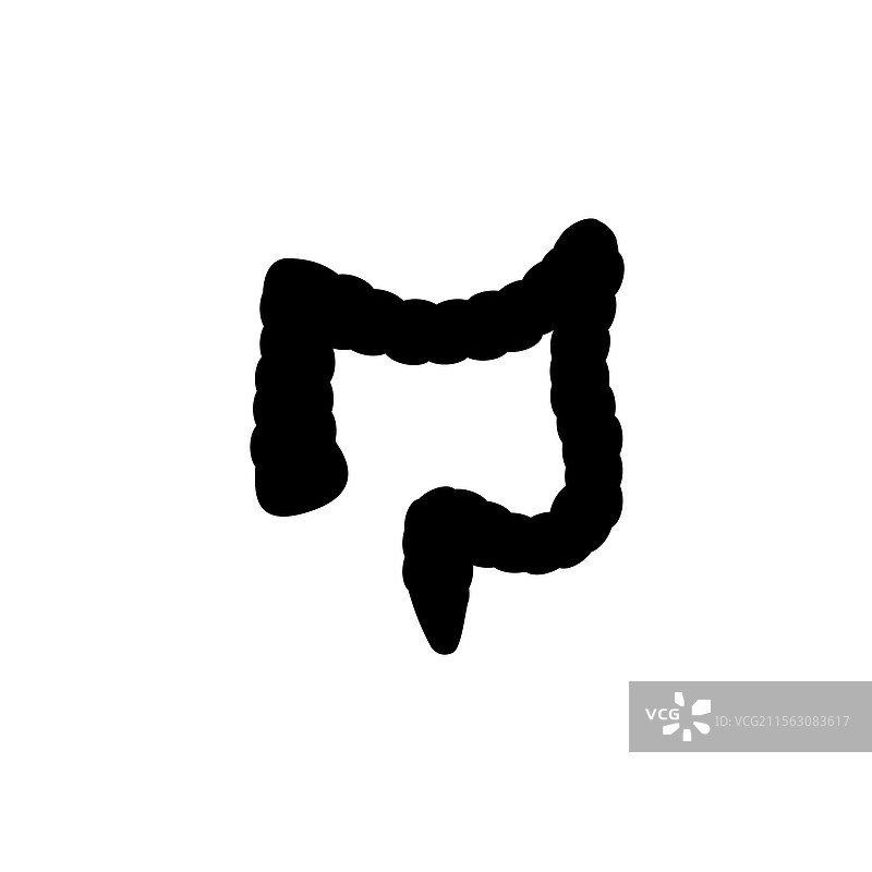 人类消化器官的平坦固体肠道和结肠图片素材