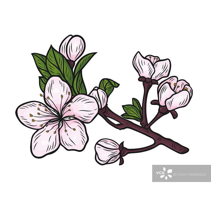 盛开的樱花枝图片素材