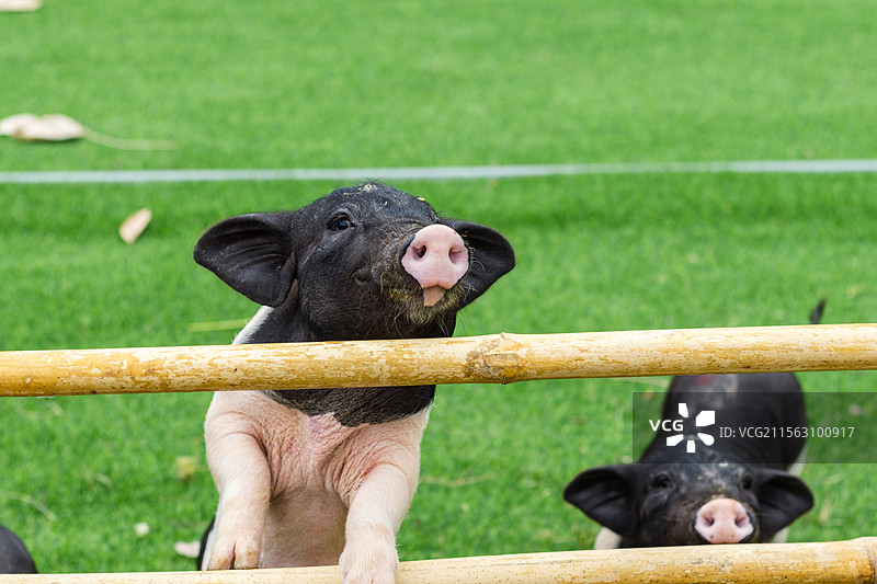 农场里的小香猪图片素材