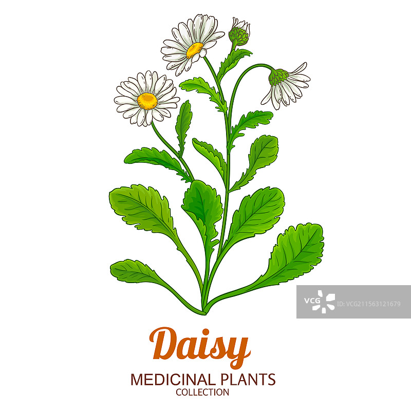 彩色详细的雏菊植物图片素材