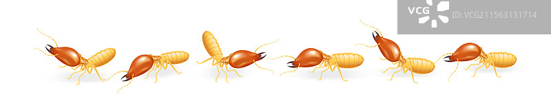 白色背景上排成一行的白蚁图片素材