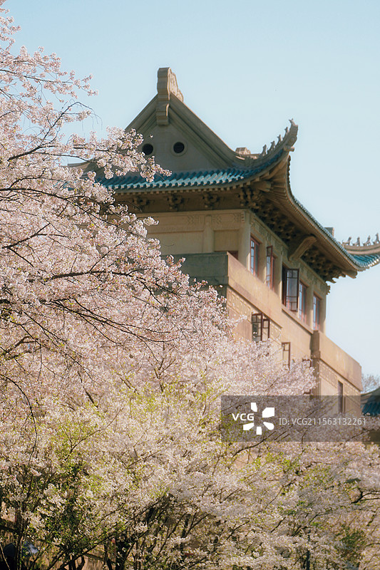 武汉大学樱花与老斋舍古建筑同框图片素材