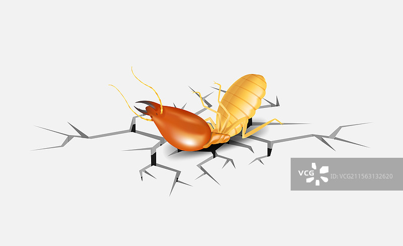 白色灰色裂缝上的死白蚁图片素材