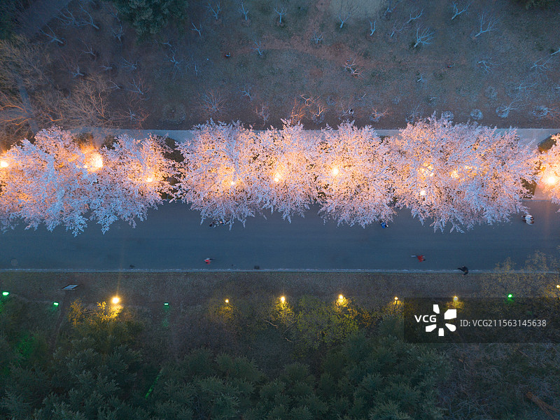 夜晚的大连劳动公园樱花林图片素材