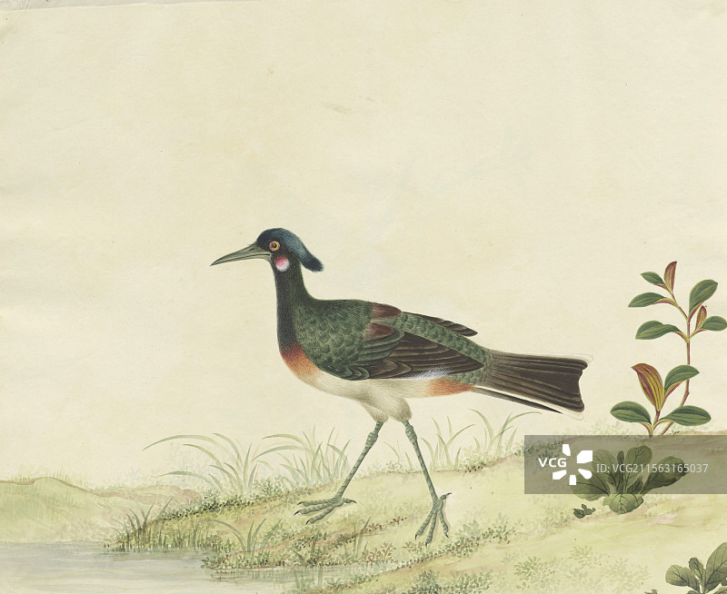 清代绘画，鸟谱，科普插图，鸡形目，白头鹎图片素材