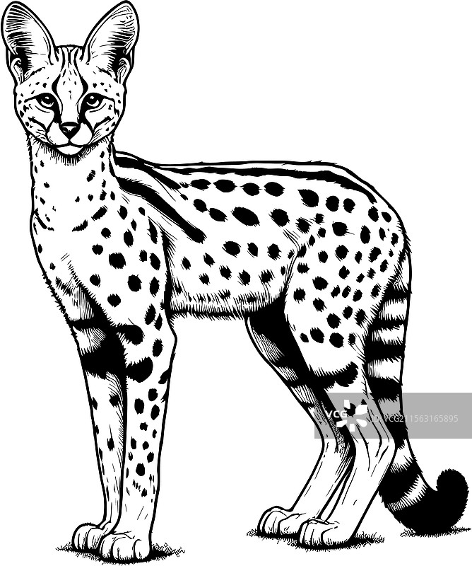 非洲野猫图片素材