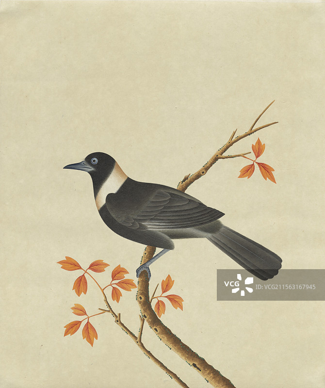 清代绘画，鸟谱，科普插图，白翅浮鸥图片素材