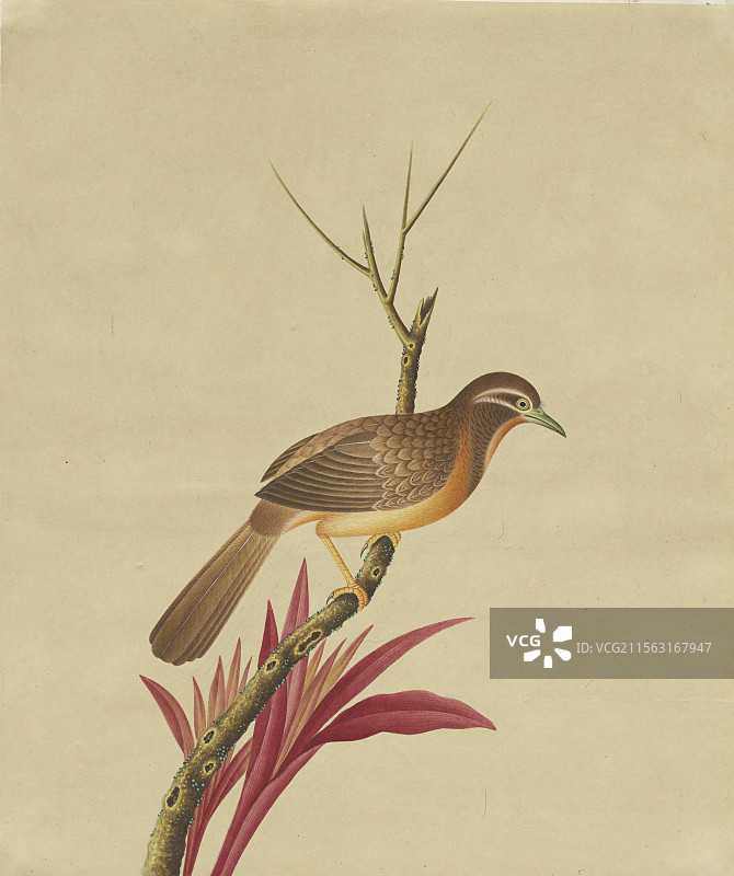 清代绘画，鸟谱，科普插图，红尾伯劳图片素材