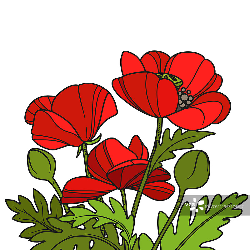 红色罂粟花装饰在空白的白色背景上图片素材