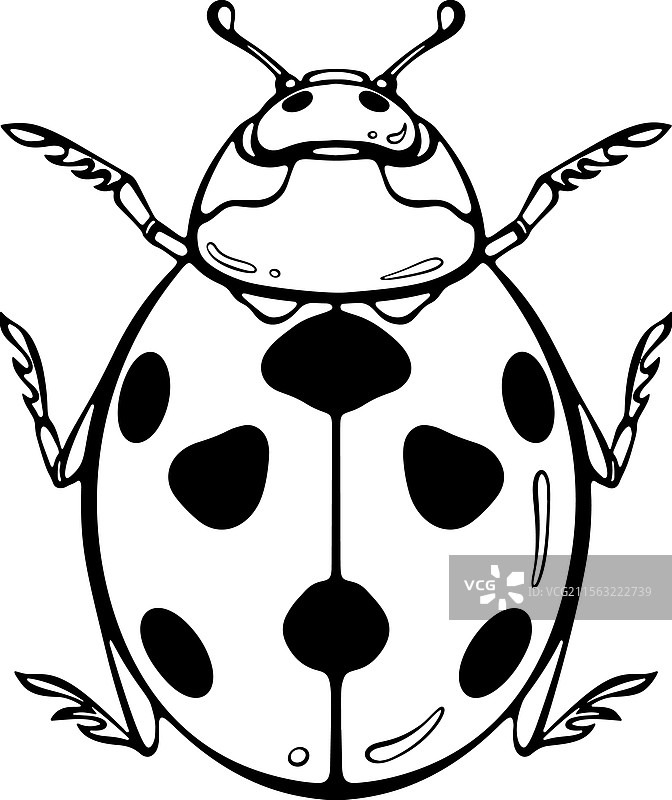 瓢虫的俯视线条艺术图片素材