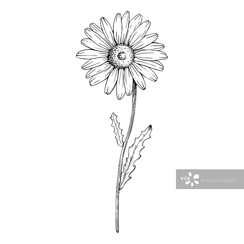 盛开的野花雏菊植物图鉴图片素材