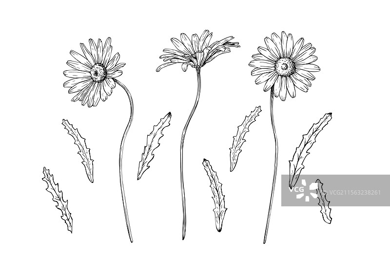 一组雏菊花朵和叶子，分开展示图片素材