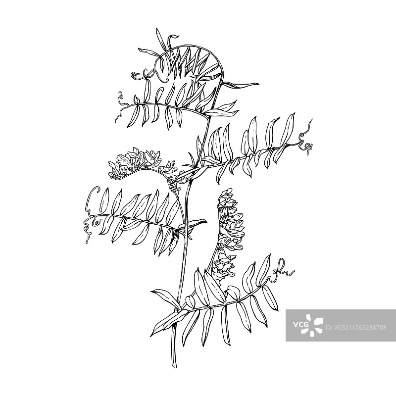 开花植物紫花苜蓿的枝条图片素材