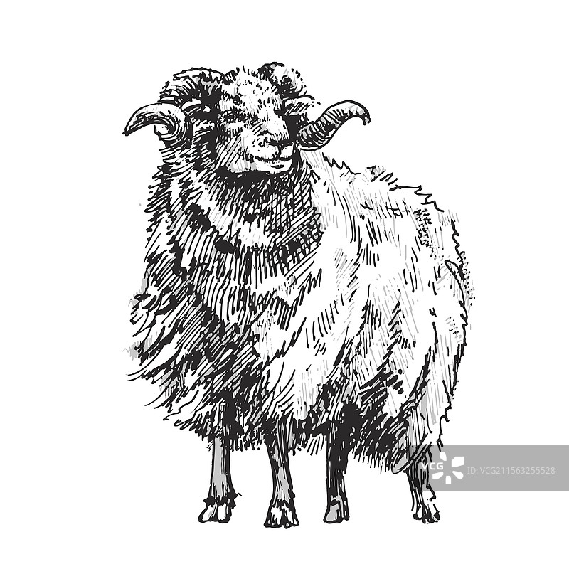手绘的乡村公羊图片素材
