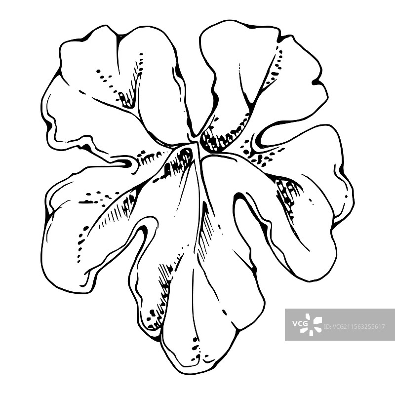 手绘的花灌木树叶图片素材