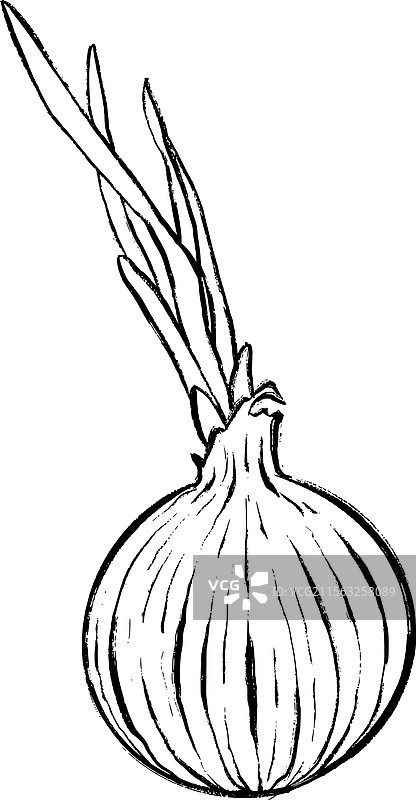 发芽洋葱的线条艺术画图片素材