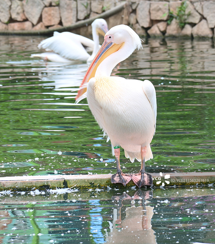 广州动物园的鹈鹕图片素材