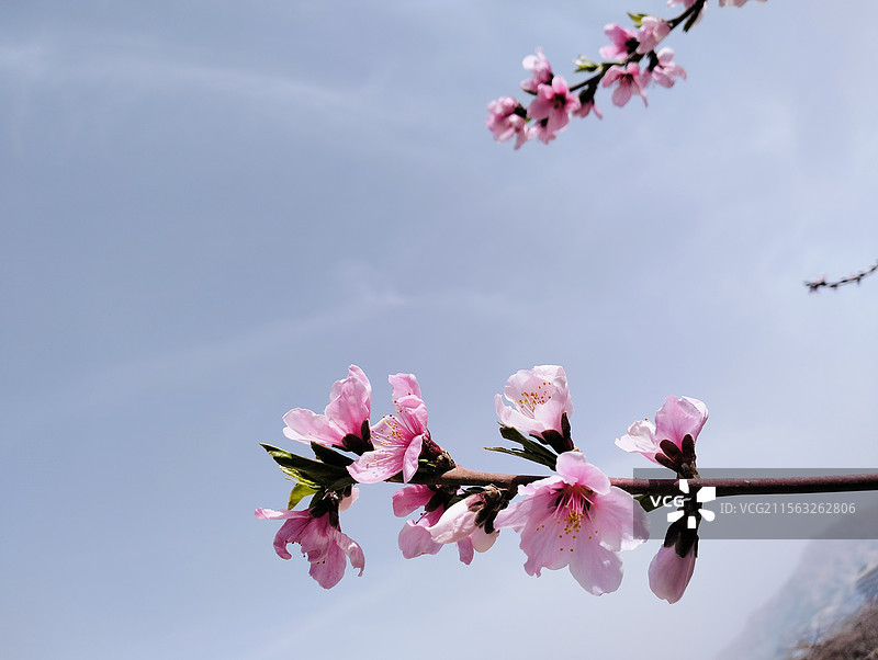 桃花  什川古梨园 兰州图片素材