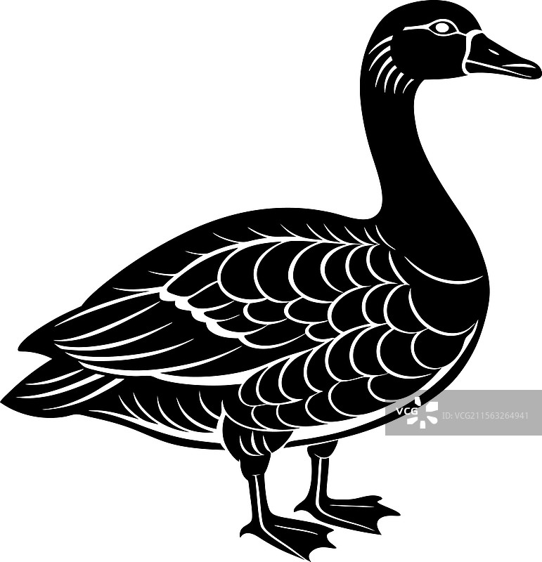 黑白色的鹅图片素材