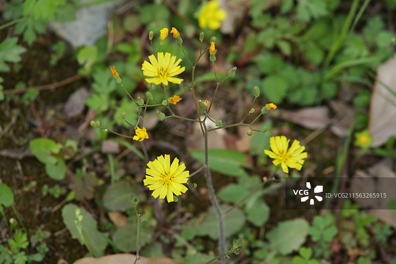 中华苦荬菜特写图片素材