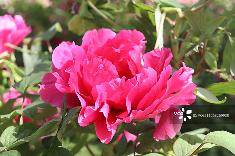 洛阳牡丹花图片素材