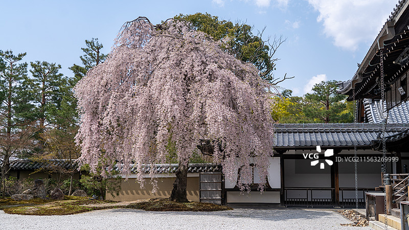 绝美垂樱图片素材