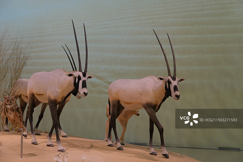 卡塔尔国家博物馆内展示的阿拉伯大羚羊动物标本图片素材