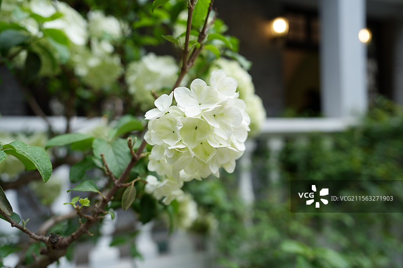 白色绣球花图片素材