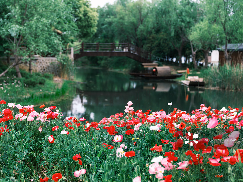 暮春时节苏州虎丘湿地的虞美人特写图片素材