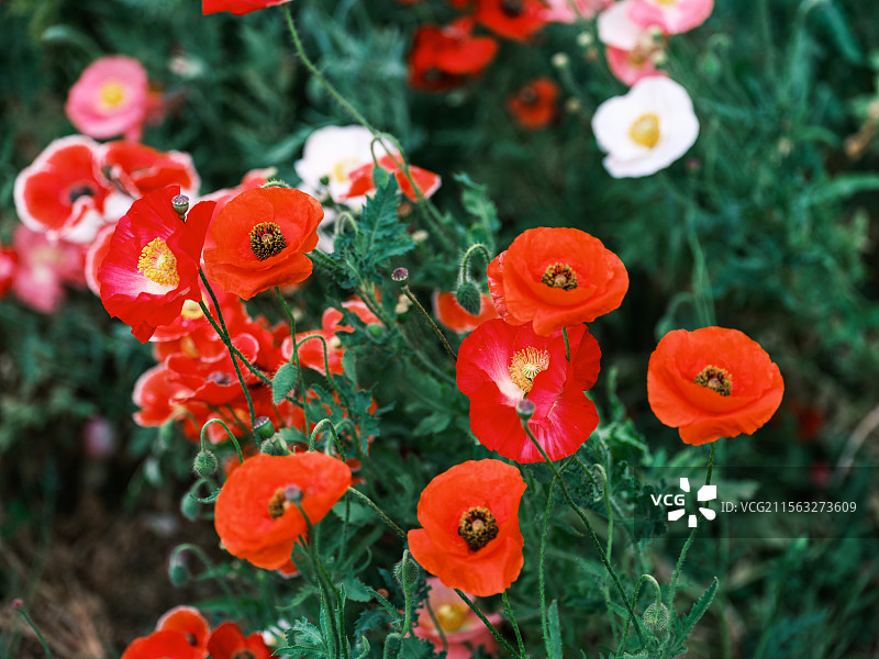 暮春时节苏州虎丘湿地的虞美人特写图片素材