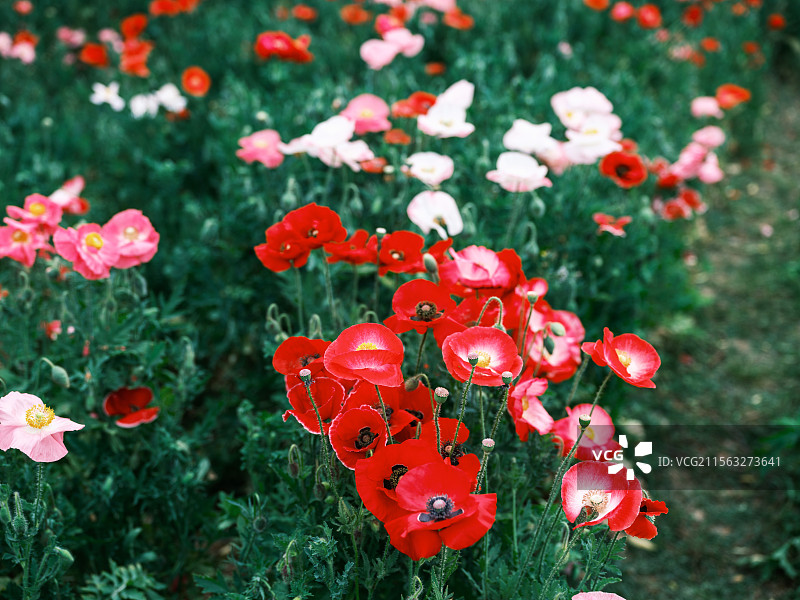 暮春时节苏州虎丘湿地的虞美人特写图片素材