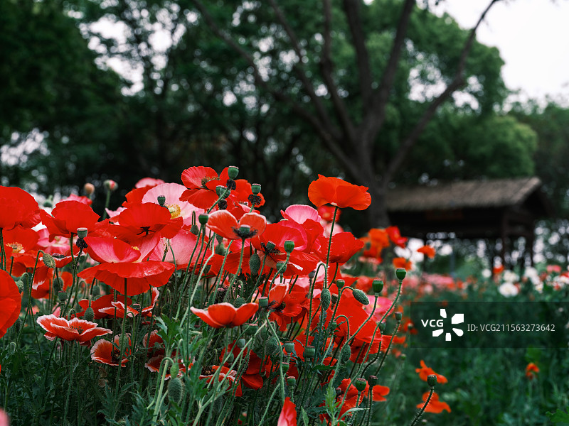 苏州虎丘湿地四月的虞美人花开图片素材