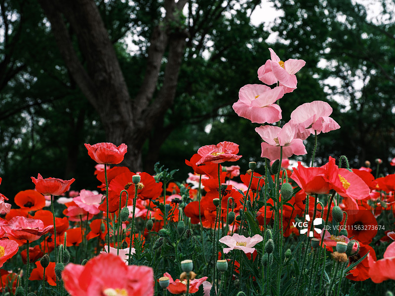苏州虎丘湿地四月的虞美人花开图片素材