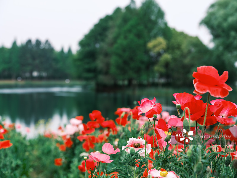 苏州虎丘湿地四月的虞美人花开图片素材