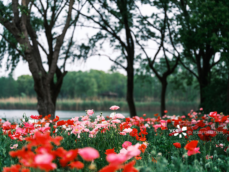 苏州虎丘湿地四月的虞美人花开图片素材
