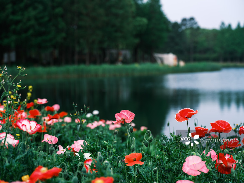 苏州虎丘湿地四月的池塘边景色图片素材