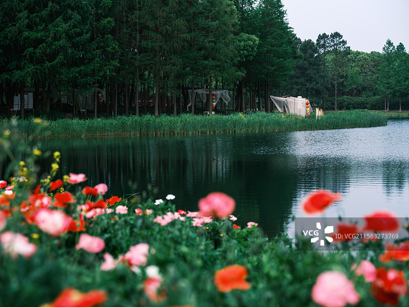 苏州虎丘湿地四月的池塘边景色图片素材