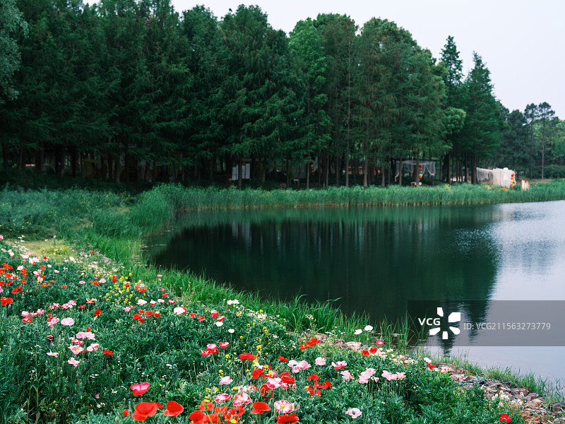 苏州虎丘湿地四月的池塘边景色图片素材