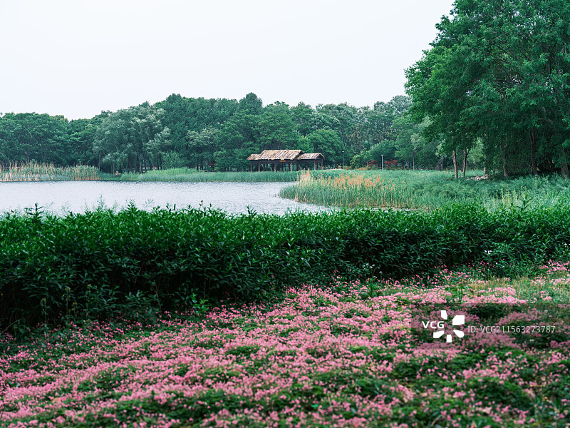 苏州虎丘湿地四月的池塘边景色图片素材
