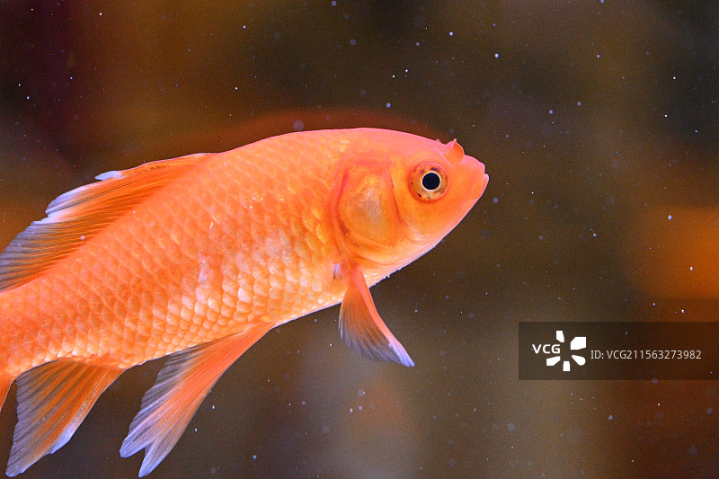 宠物小金鱼图片素材