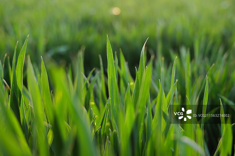 绿色小麦叶片的特写镜头图片素材