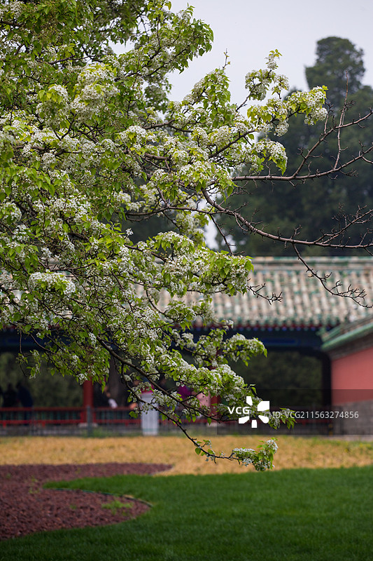 天坛的杜梨图片素材