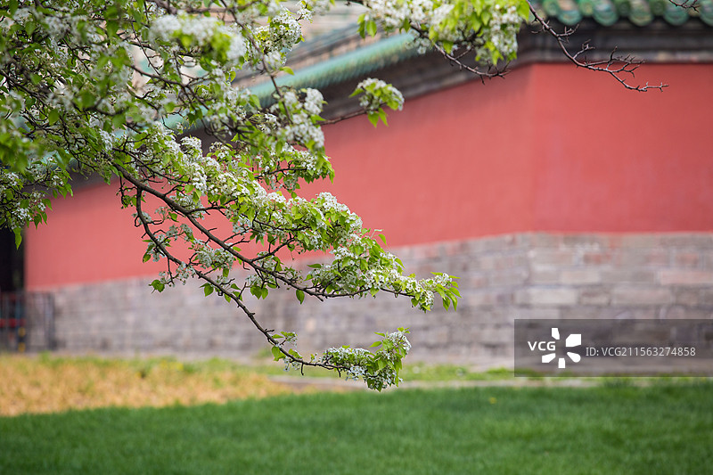 天坛的杜梨图片素材