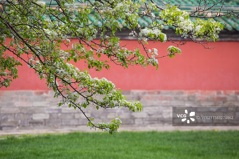 天坛的杜梨图片素材