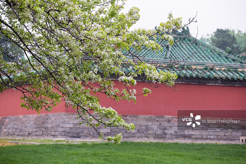 天坛的杜梨图片素材