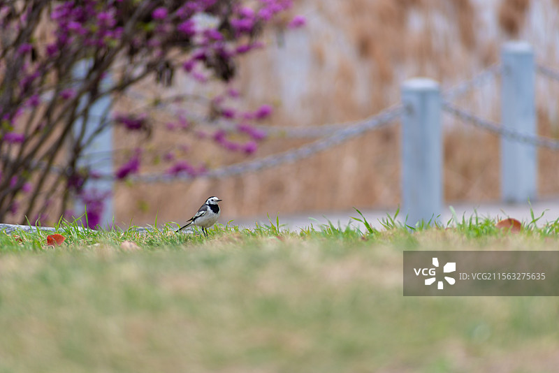 草坪上的白鹡鸰图片素材